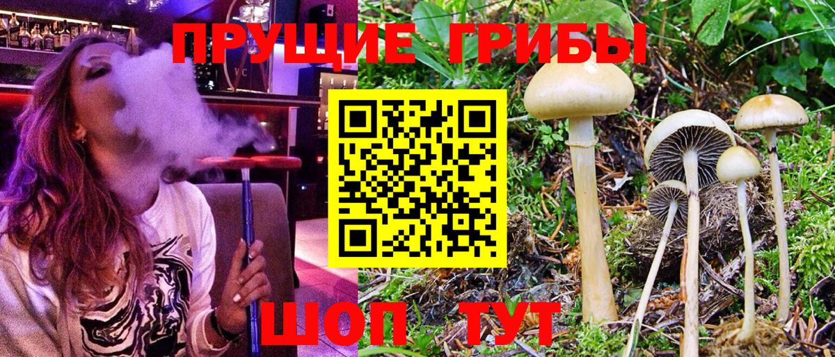 Галлюциногенные грибы мицелий  Псилоцибиновые грибы Cubensis  Тавда  Вход с VPN 